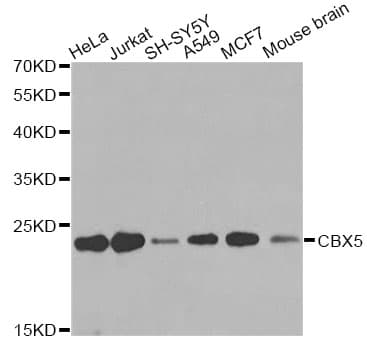 CBX5 / HP1 Alpha Antibody