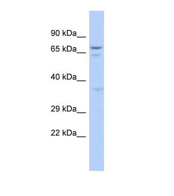 GAS2L3 Antibody (aa96-145)