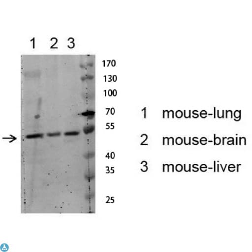 AKT1 Antibody (Ser129)