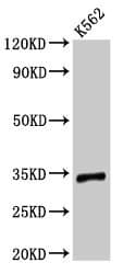 TMEM177 Antibody