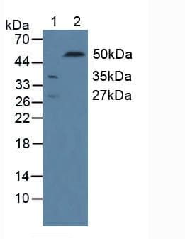 CD244 Antibody (aa20-221)