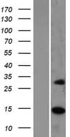MRPS17 Protein (Over-Expression Lysate Myc-DDK (Flag))
