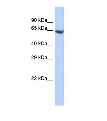 ELMO3 Antibody (aa365-414)