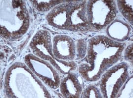 EPHX1 / Epoxide Hydrolase 1 Antibody (aa21-230, clone OTI4G4)