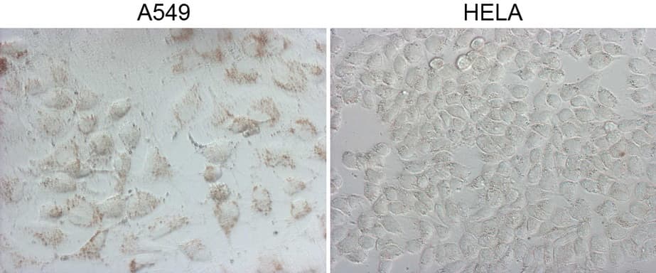Monoclonal Mouse anti-Human NAPSA / NAPA / Napsin A Antibody (clone OTI3A4, aa64-244, IHC, IF)