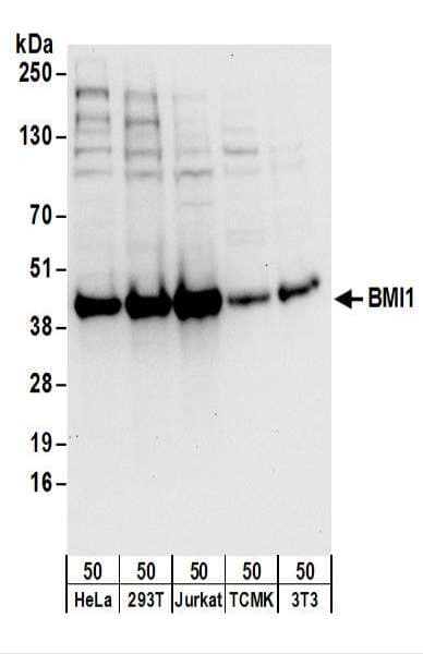 PathPlus™ BMI1 / PCGF4 Antibody (aa276-326)
