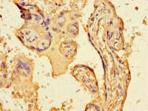 Polyclonal Rabbit anti-Human FGF13 Antibody