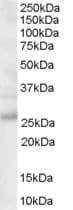 IHC-plus™ MOG Antibody (aa248-259)