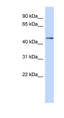 ZNF391 Antibody (aa215-264)