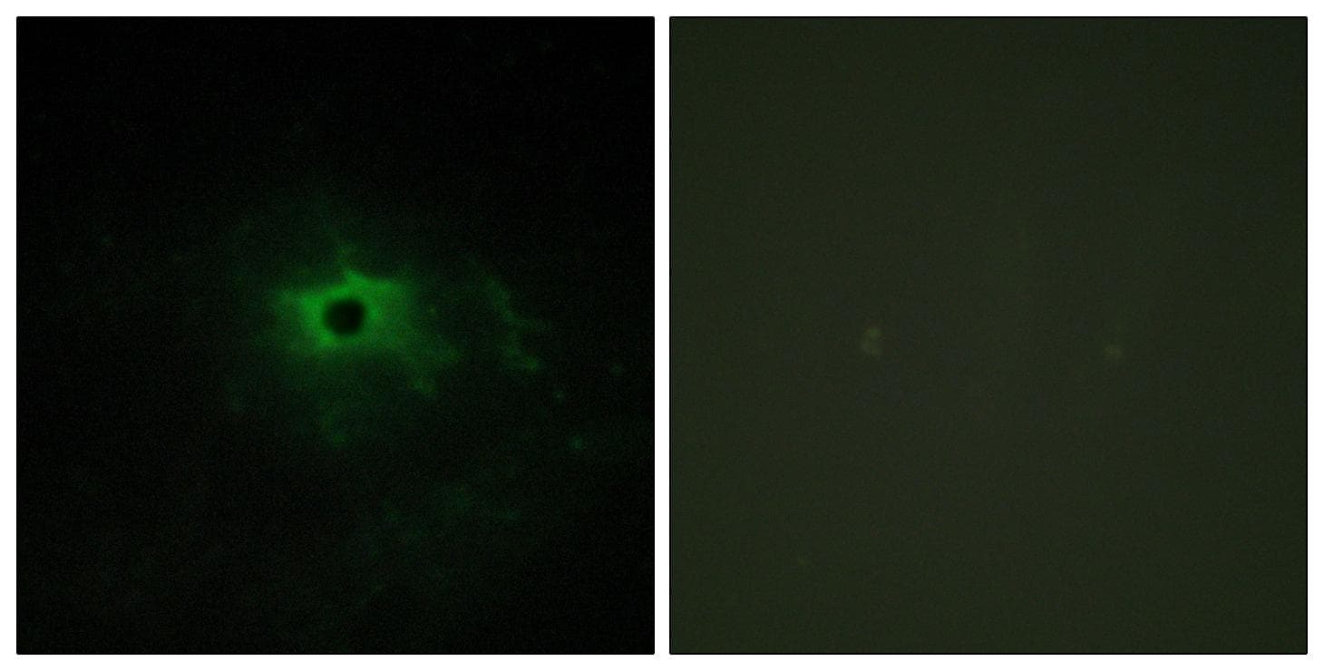 LAMA4 / Laminin Alpha 4 Antibody