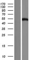 FAM90A7 Protein (Over-Expression Lysate Myc-DDK (Flag))