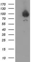 Gephyrin Antibody (clone OTI5C9)