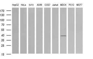 MAP2K3 / MEK3 / MKK3 Antibody (clone OTI5D7)