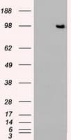 TYRO3 Antibody (clone OTI4C8)