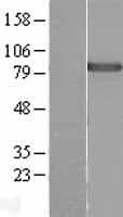 DDX50 Protein (Over-Expression Lysate Myc-DDK (Flag))