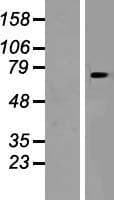 SLC8B1 / SLC24A6 / NCLX Protein (Over-Expression Lysate Myc-DDK (Flag))