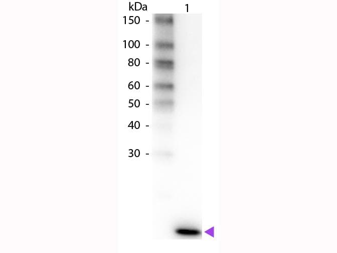 Polyclonal Rabbit anti-Human IL2 Antibody (Biotin, IHC, WB)
