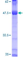 Human CDH26 / Cadherin 26 Protein (Recombinant GST)
