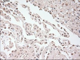 USP13 Antibody (clone OTI4G1)