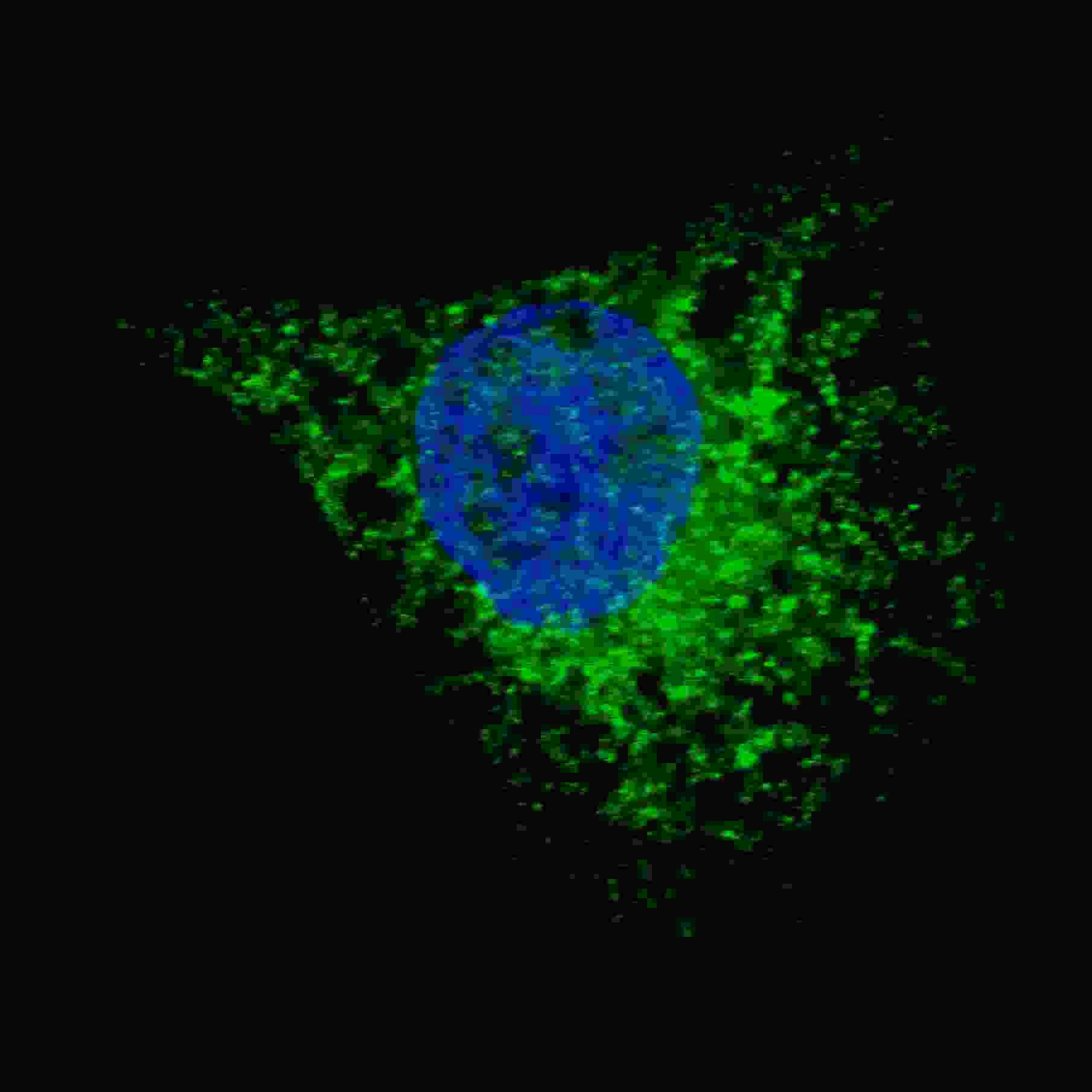 MAP1LC3A / LC3A Antibody