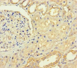 C4orf46 Antibody