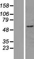 CUEDC1 Protein (Over-Expression Lysate Myc-DDK (Flag))