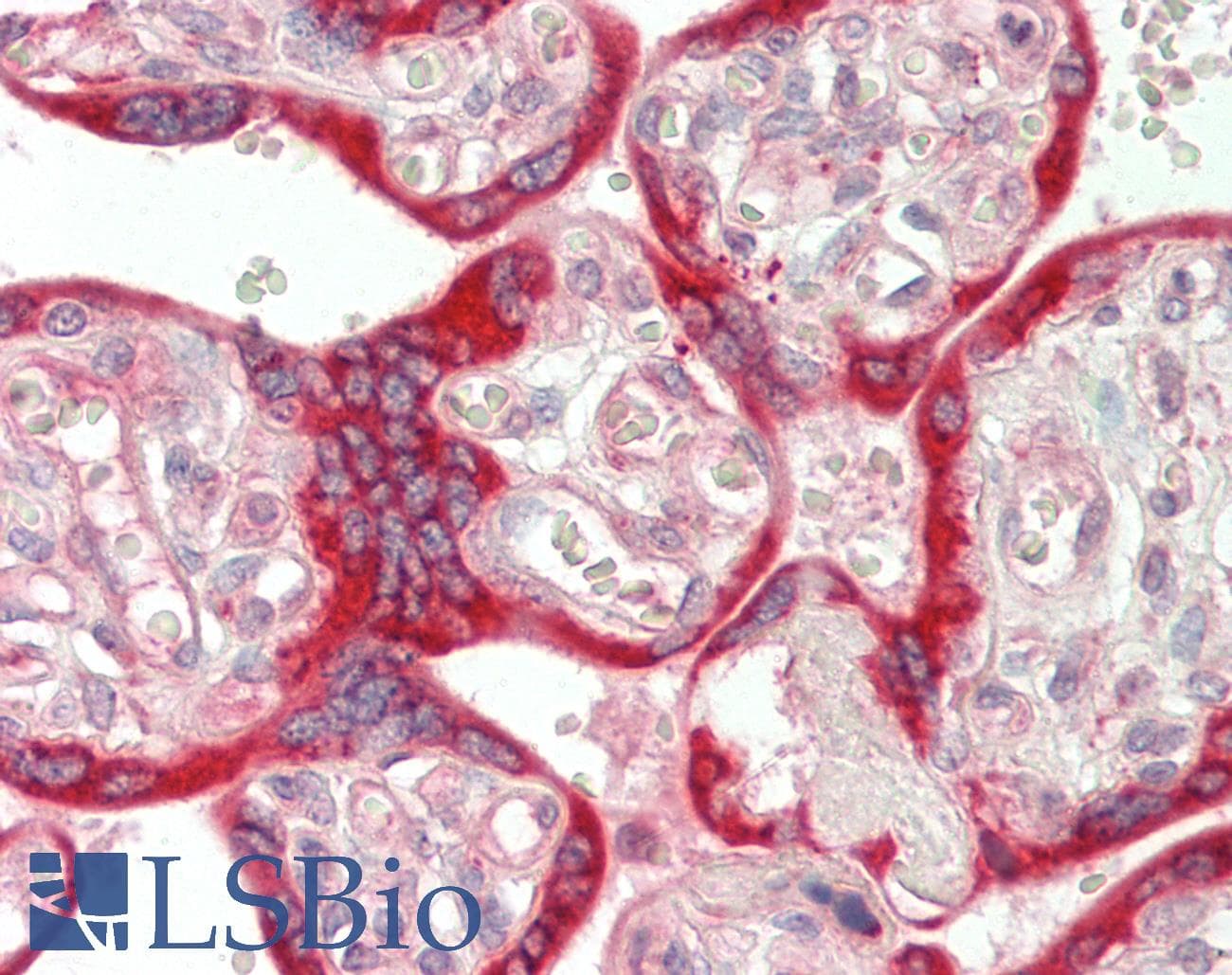 VAMP7 / SYBL1 / T1 VAMP Antibody (aa134-183)