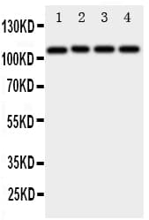 ADAM19 Antibody (aa286-298)