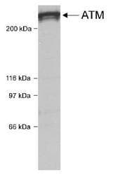 ATM Antibody (C-Terminus, Biotin)