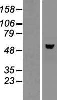 NAP1L2 / BPX Protein (Over-Expression Lysate Myc-DDK (Flag))