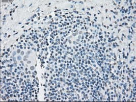 PPP5C Antibody (clone OTI4G8, Carrier-free)