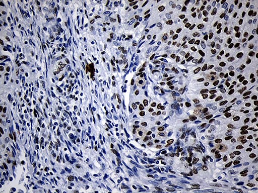 NABP1 / OBFC2A Antibody (clone OTI6B10, Carrier-free)