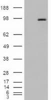 Monoclonal Mouse anti-Human PECAM-1 / CD31 Antibody (clone OTI8A9, IHC, WB)