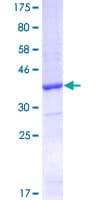 Human CO-029 / TSPAN8 Protein (Recombinant GST, N-terminus)