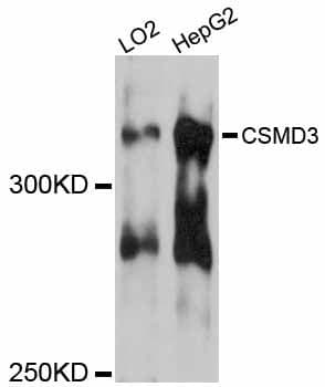 CSMD3 Antibody