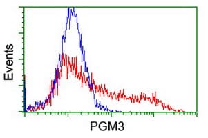 PGM3 Antibody (clone OTI5C6)