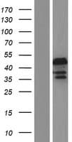 PPHLN1 Protein (Over-Expression Lysate Myc-DDK (Flag))