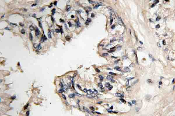 Polyclonal Rabbit anti-Human MRPS36 Antibody (Val36, IHC, WB)
