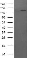 RASA1 Antibody (clone OTI2H1)