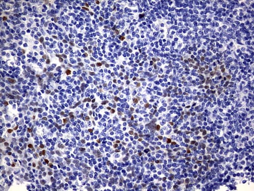 SOX9 Antibody (aa1-205, clone OTI2H10)