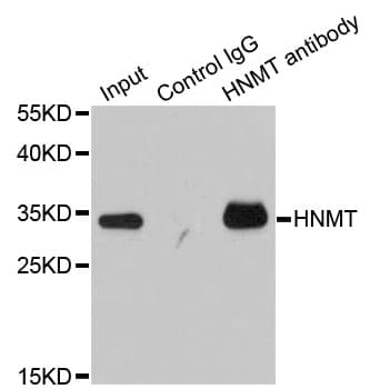 HMT / HNMT Antibody