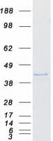 Human ISG20L2 Protein (Recombinant Myc-DDK (Flag))