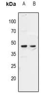 ZAR1 Antibody