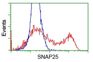 SNAP25 Antibody (clone OTI 1D5)