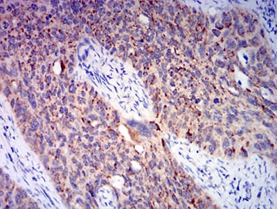 BAX Antibody (clone 4H9B11)