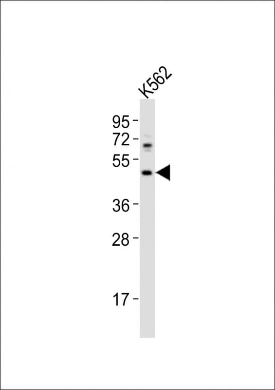 Polyclonal Rabbit anti-Human HTR1F / 5-HT1F Receptor Antibody (aa213-248, WB)