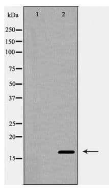 IL4 Antibody