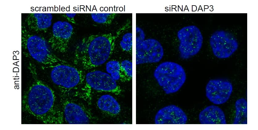 IHC-plus™ DAP3 Antibody (aa387-398)