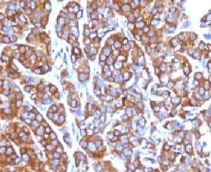MSN / Moesin Antibody (clone EDLP70)