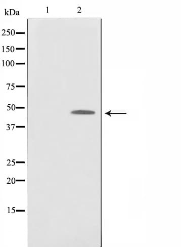 Polyclonal Rabbit anti-Human MAPK1 / ERK2 Antibody (IF, WB)